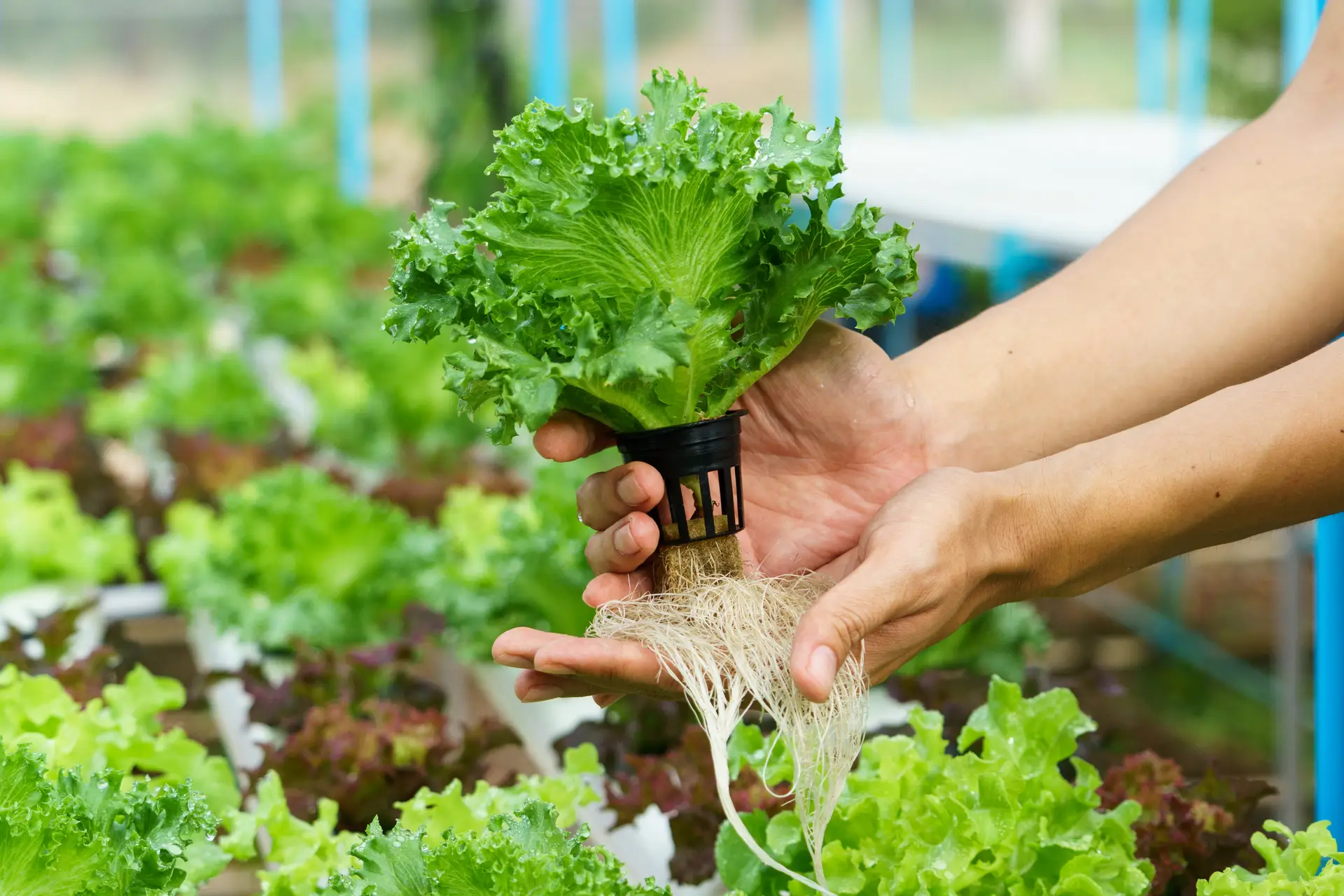 Close-up of hydroponically grown lettuce being held in a greenhouse, symbolizing sustainable agriculture opportunities for veterans.