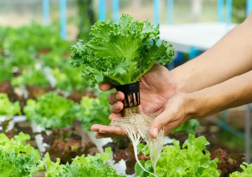 Close-up of hydroponically grown lettuce being held in a greenhouse, symbolizing sustainable agriculture opportunities for veterans.